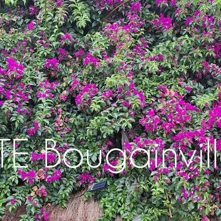 Bougainvillea * Llica d'Amunt